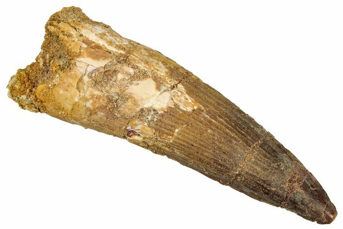 Fossil Spinosaurus Tooth - Real Dinosaur Tooth #340671